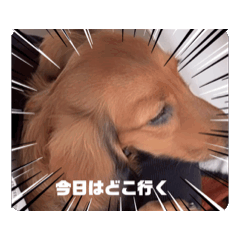 [LINEスタンプ] RENの愛犬の画像（メイン）