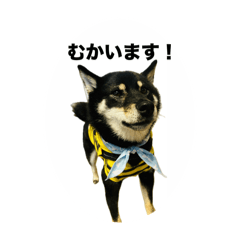 [LINEスタンプ] 黒柴琥珀の日常スタンプ