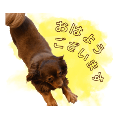 [LINEスタンプ] めろとにこ