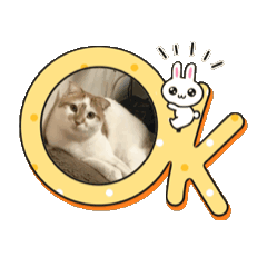 [LINEスタンプ] うちの猫さんスタンプ3