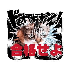 [LINEスタンプ] 入試の動く読み聞かせさんと猫スタンプ2