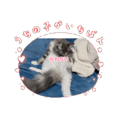 [LINEスタンプ] 愛猫スタンプ001