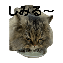 [LINEスタンプ] 腹ペコ猫のはる