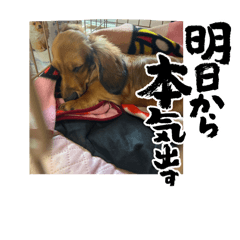 [LINEスタンプ] RENの愛犬ゆず