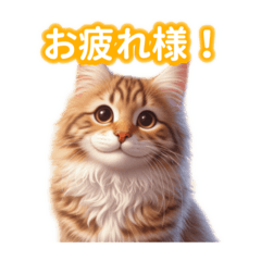 [LINEスタンプ] とにかくかわいい メインクーン