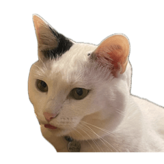 [LINEスタンプ] 自宅の猫ミーム(冬)
