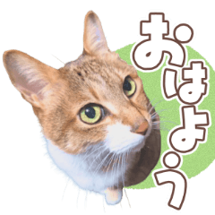 [LINEスタンプ] 【実写】靴下をはいた猫 レンさん