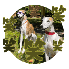 [LINEスタンプ] whippetおっかぁと息子さん