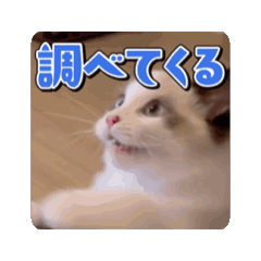 [LINEスタンプ] アイラの日常 Vol.3【ラグドール/猫】の画像（メイン）