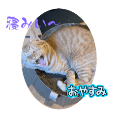 [LINEスタンプ] 保護猫(よしむね)