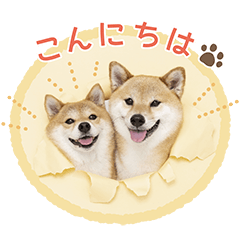 [LINEスタンプ] 豆柴 福ちゃん富くんの画像（メイン）