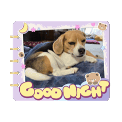 [LINEスタンプ] 動く！COCO little beagle