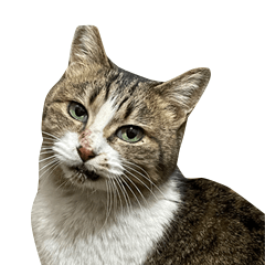 [LINEスタンプ] マダムえびとときどき犬