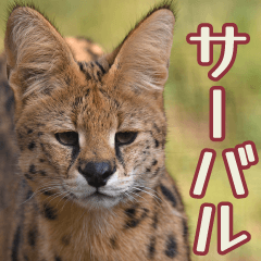 [LINEスタンプ] 動物園の仲間たち(サーバル)