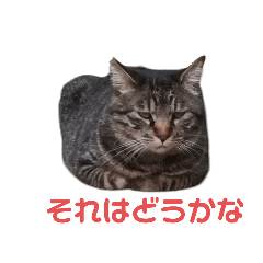 [LINEスタンプ] 猫の心情スタンプcat