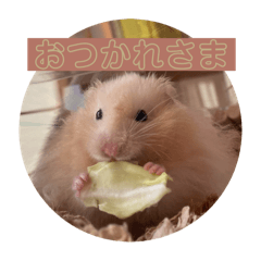 [LINEスタンプ] へちゃむくれのハムちゃん