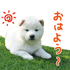 [LINEスタンプ] 白柴はーたん