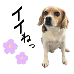 [LINEスタンプ] COCO little beagle 3