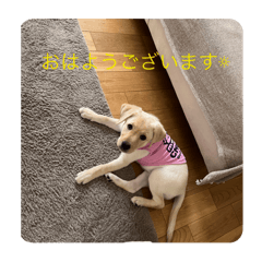 [LINEスタンプ] O.rjスタンプの画像（メイン）