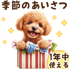 [LINEスタンプ] 1年中使える！トイプードルの季節の挨拶