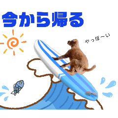 [LINEスタンプ] トイプードルのもち15