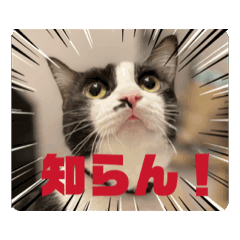 [LINEスタンプ] 猫(こはくとおと)のスタンプ