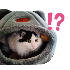 [LINEスタンプ] 猫のみこちゃんスタンプ