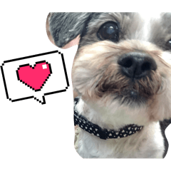 [LINEスタンプ] くうちゃんと愉快な古川家