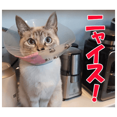 [LINEスタンプ] 猫のSummerちゃんのスタンプ