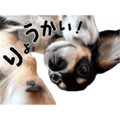 [LINEスタンプ] ちゃちゃも！の画像（メイン）