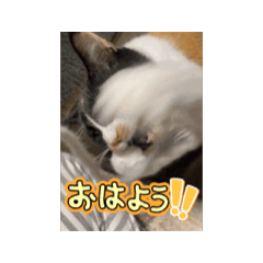 [LINEスタンプ] くるみ様ときなこ