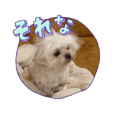 [LINEスタンプ] 動いちゃうチワマルの壱伍くんの画像（メイン）