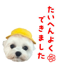 [LINEスタンプ] マルチーズのみるく＆こなつのスタンプ2