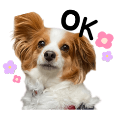 [LINEスタンプ] はな【パピヨン】