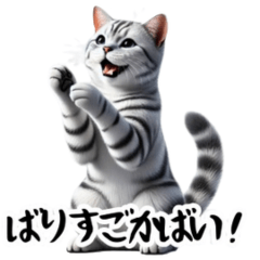 [LINEスタンプ] （博多弁）アメリカンショートヘアのスター