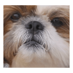 [LINEスタンプ] シーズ犬トーク