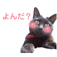 [LINEスタンプ] くろねこちょこりん ③