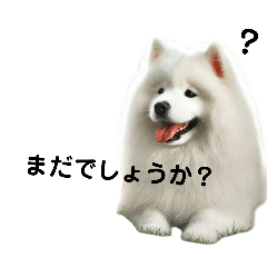 [LINEスタンプ] サモエド犬Samoyed dog sticker