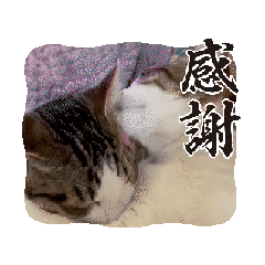 [LINEスタンプ] 動く☆ねことも＆うちのねこ