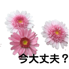 [LINEスタンプ] Flower stamps 友人家族フランク編