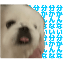 [LINEスタンプ] ペキニーズ みるくのスタンプ4