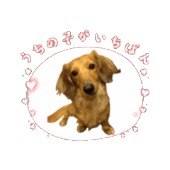 [LINEスタンプ] わが家のララちゃん