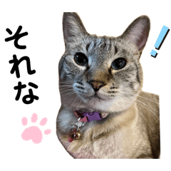 [LINEスタンプ] 猫カフェのねこ2