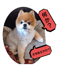 [LINEスタンプ] ポメラニアン、ラブの日々⑦