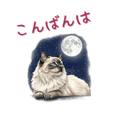 [LINEスタンプ] ラグドール「猫の日 スタンプ」