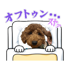 [LINEスタンプ] トイプーラテぴょんスタンプの画像（メイン）