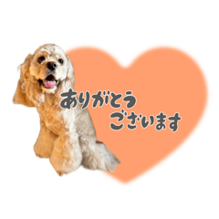 [LINEスタンプ] American Cocker Spaniel【ビビ】♀