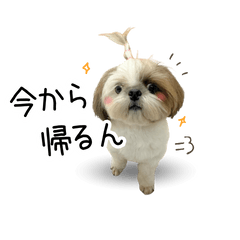 [LINEスタンプ] シーズーオールスターズ★
