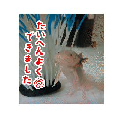 [LINEスタンプ] ウーパールーパーの おかゆchan