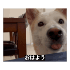 [LINEスタンプ] 韓国の犬の動くスタンプ